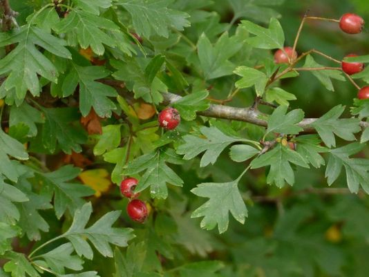 Hawthorn May, Azzarola, Singleseed Hawthorn, English Hawthorn, Red Hawthorn, White Hawthorn, Whitethorn