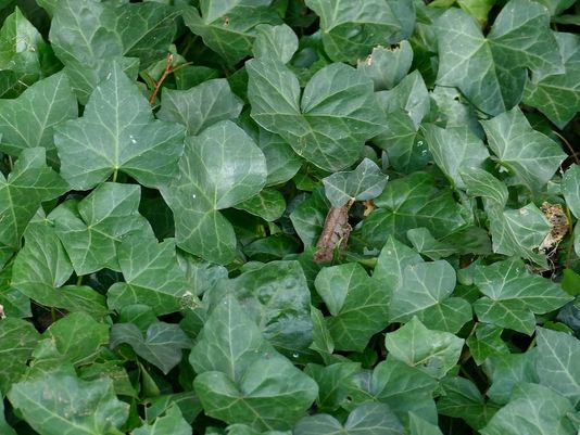English Ivy