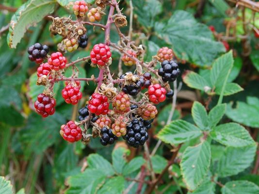 Blackberry, European Blackberry