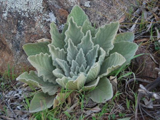 Great Mullein, Shepherd’s Blanket, Blanket Weed, Mullein, Aaron’s Rod, Jacob’s Staff, Shepherd’s Club, Devil’s Tobacco, Flannel Leaf, Flannel Plant,, Hag Tamper, Velvet Plant, Woolly Mullein, Big Taper, Hedge Taper, Velvet-leaf, Candlewick, Iceleaf