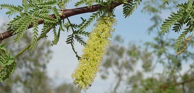 Mesquite, Algaroba
