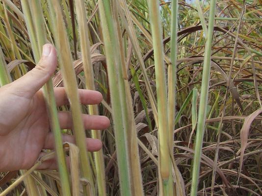 Gamba Grass
