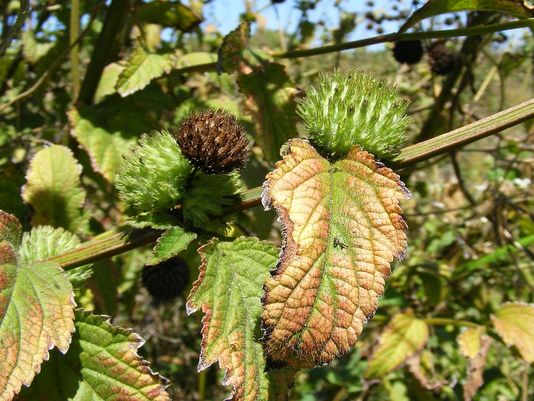 Knobweed, Knob Weed