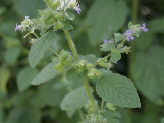Hyptis, Horehound, Wide Spikenard, Pignut, Chinese Mint, Mint Weed, Chan