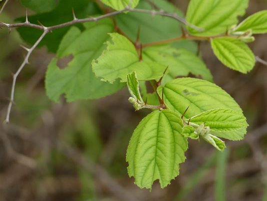 Chinese Apple, Indian Jujube