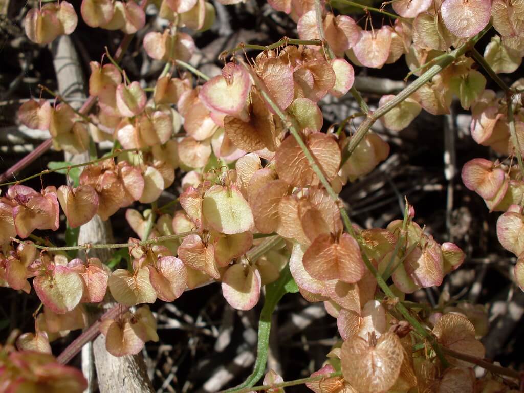 Rambling Dock, Turkey Rhubarb, Arrow Dock, Arrowhead Vine, Climbing Dock, Red Sorrel, Red Sorrow, Arrowhead Vine, Potato Vine