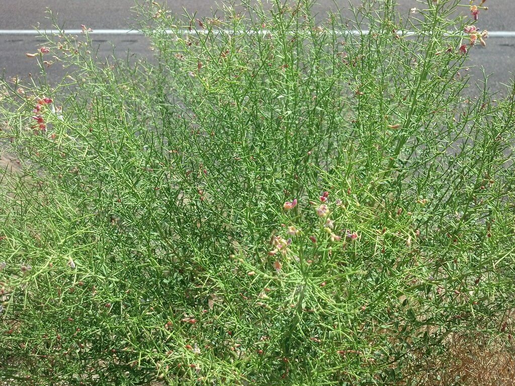 Camel-thorn, Camel Thorn, Camelthorn Bush, Caspian Manna, Jawasa