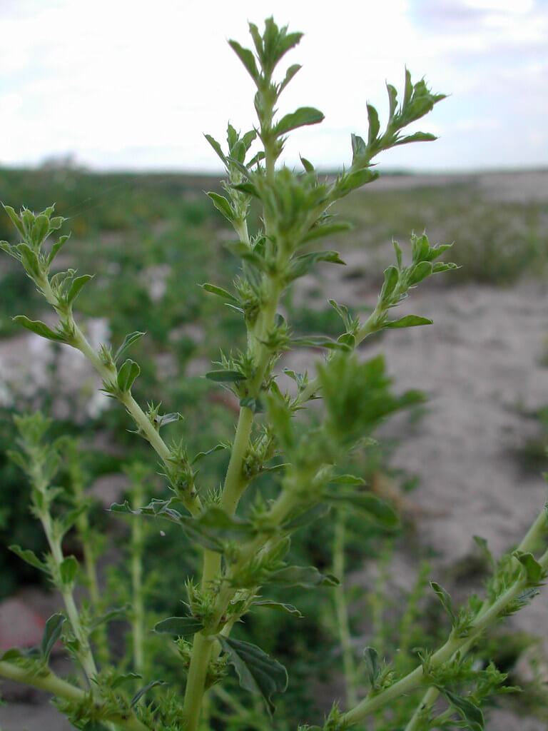 Tumble-weed, Tumbleweed, White Pigweed, Stiff Tumbleweed