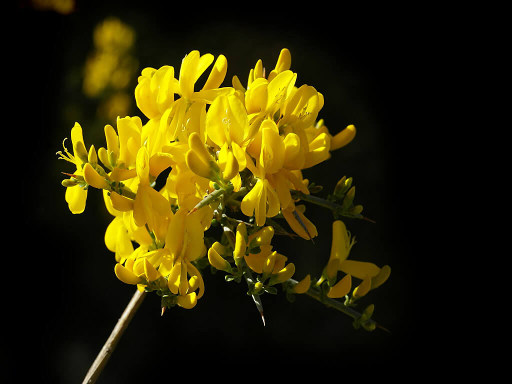 Spiny Broom