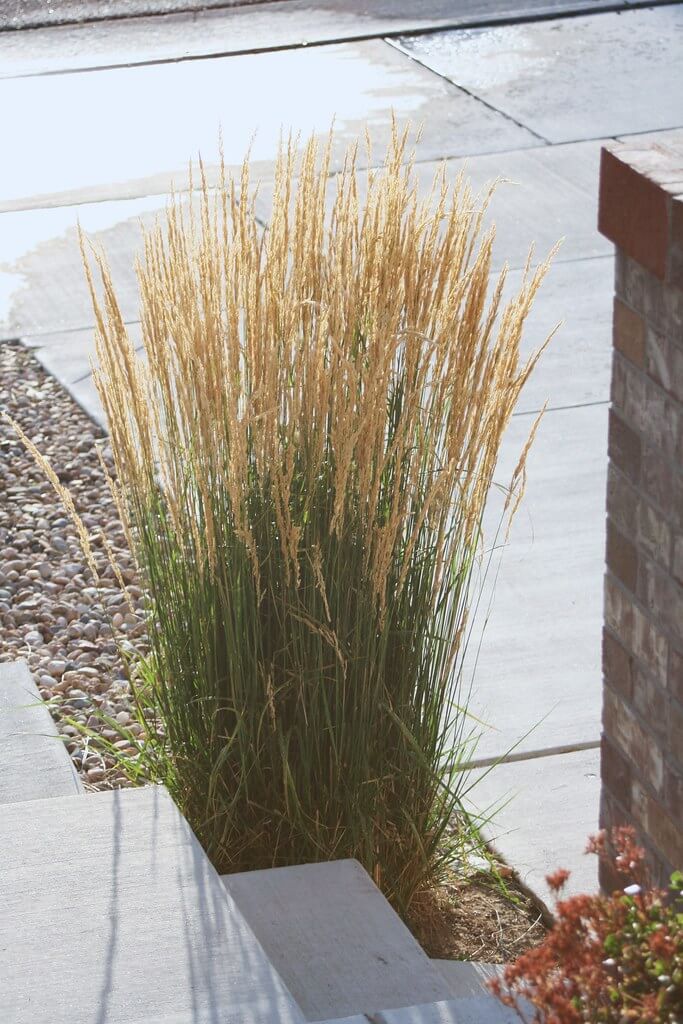 African Feather Grass, Bedding Grass