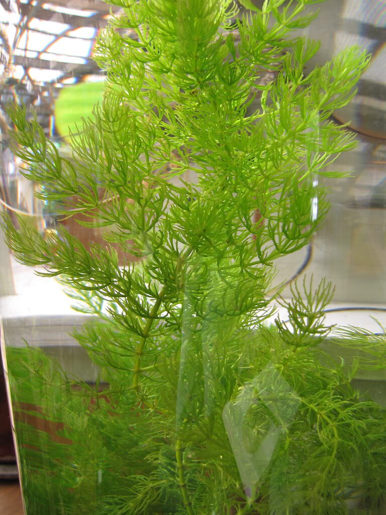 Hornwort, Arigma, Common Coontail, Gang Gang, Hornblad, Hornweed, Matsumo