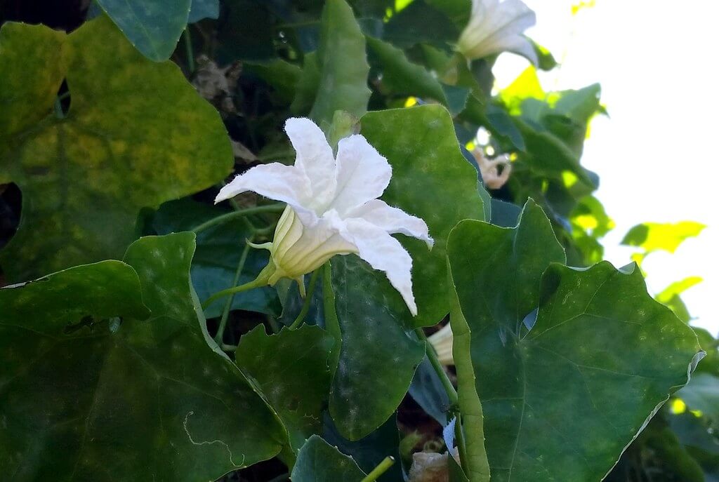 Ivy Gourd, Scarlet Gourd, Scarlet-fruited Gourd, Little Gourd