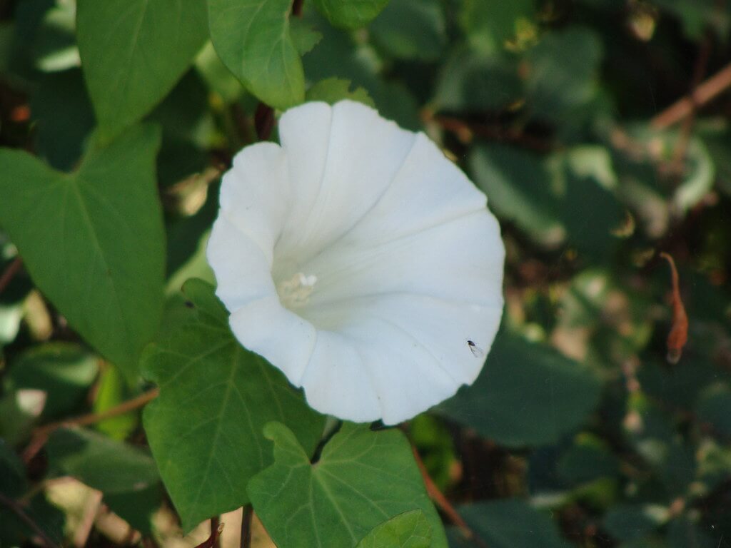 Field Bindweed, Bindweed, Common Bindweed, Morning Glory, Wild Morning Glory, Annual Bindweed ,Convolvulus, Small-flowered Morning Glory, European Bindweed, Creeping Jenny, Perennial Morning Glory, Field Morning Glory, Lesser Bindweed, Cornbine, Corn-bind