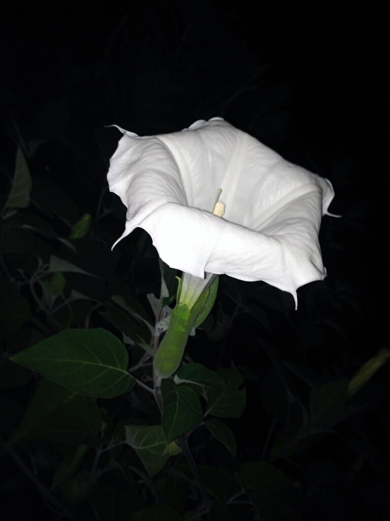 Downy Thornapple