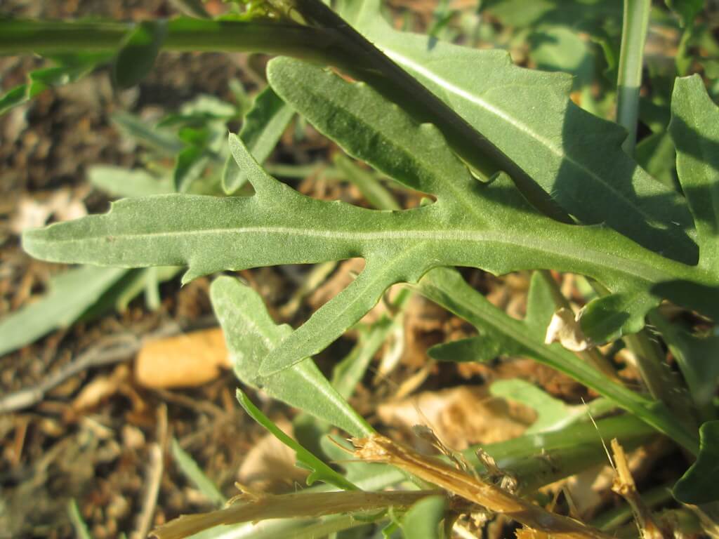 Sand Rocket, Sand Mustard, Lincoln Weed