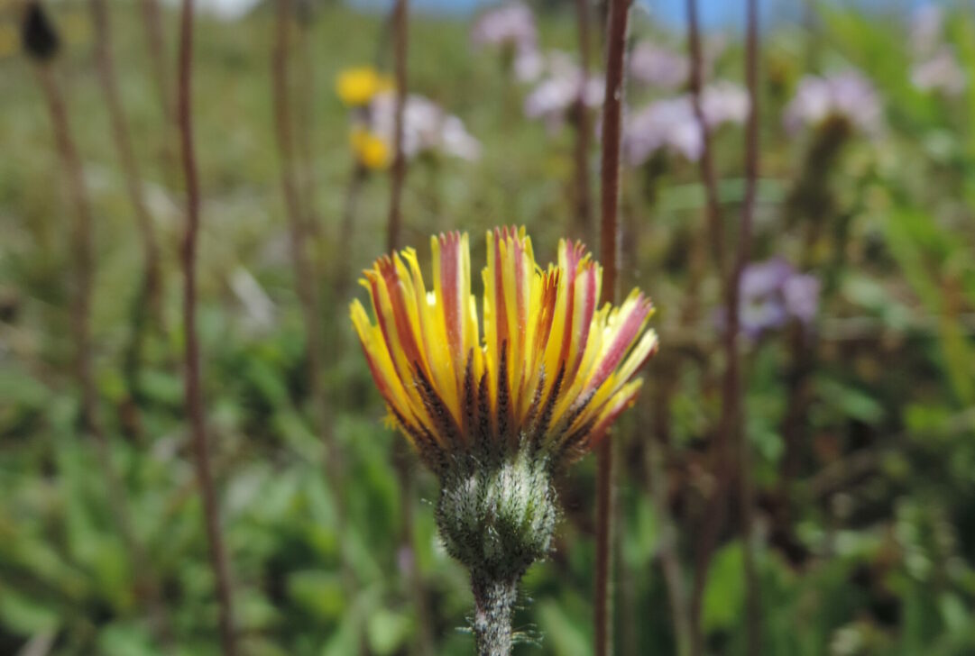 Mouse-ear hawkweed (Hieracium pilosella). Photo credit Mark Hamilton NSW National Parks and Wildlife Service.