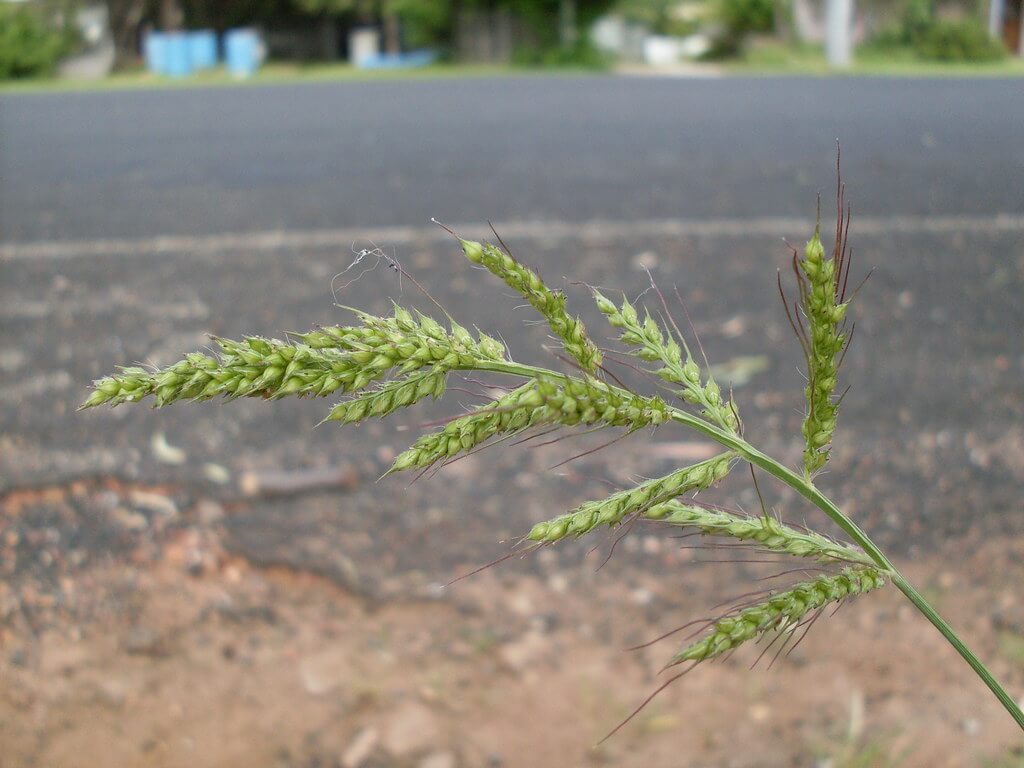 Barnyard Grass