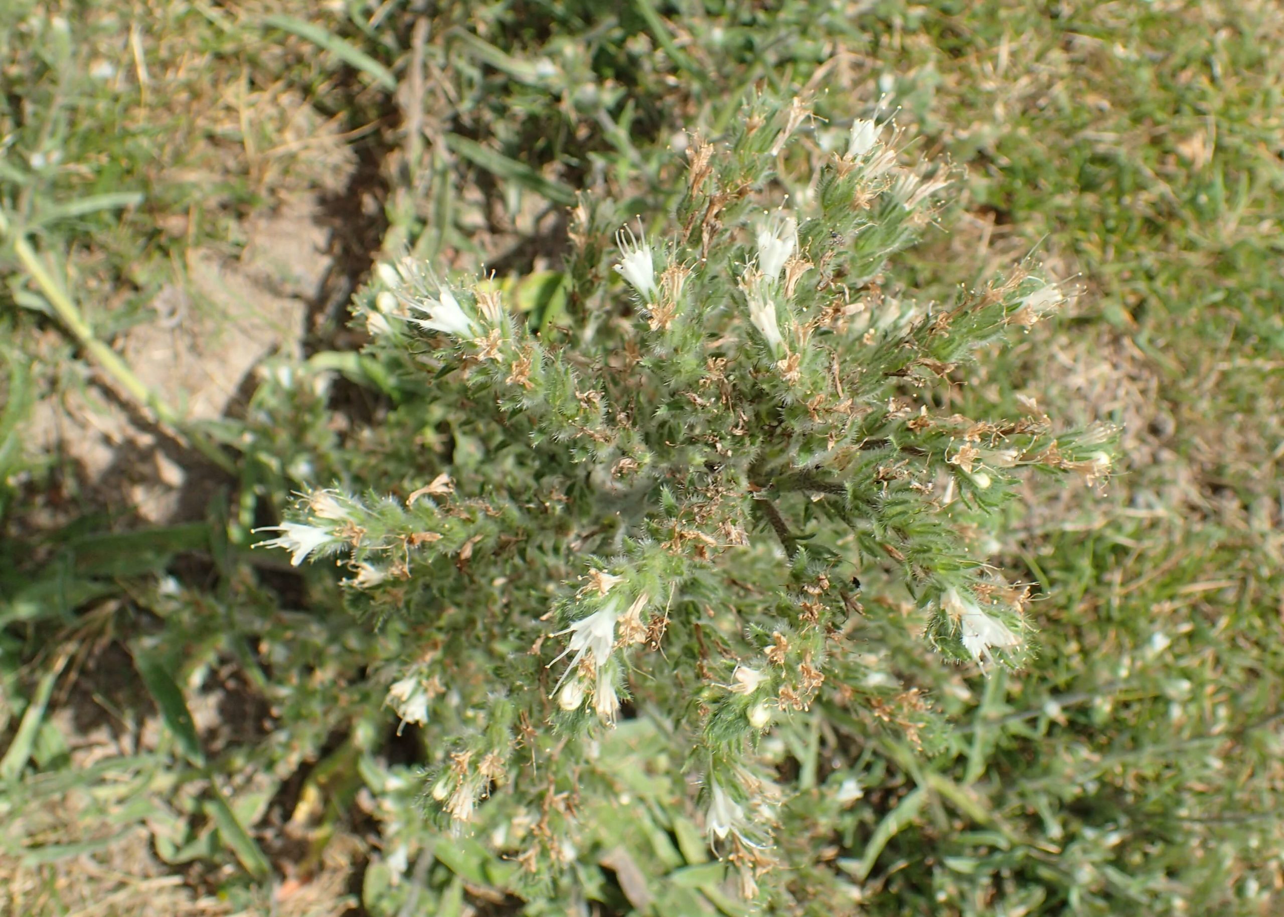 Italian Bugloss