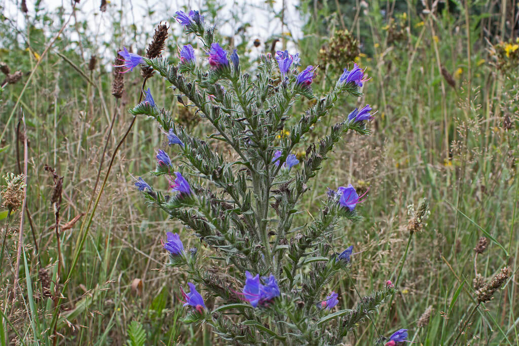 Viper’s Bugloss, Common Viper’s Bugloss