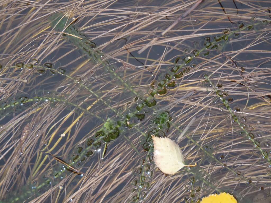 Elodea, Canadian Pondweed, American Elodea, American Waterweed, Canadian Elodea, Canadian Pond Weed, Canadian Waterweed, Oxygen Weed, Waterweed, American Duckweed