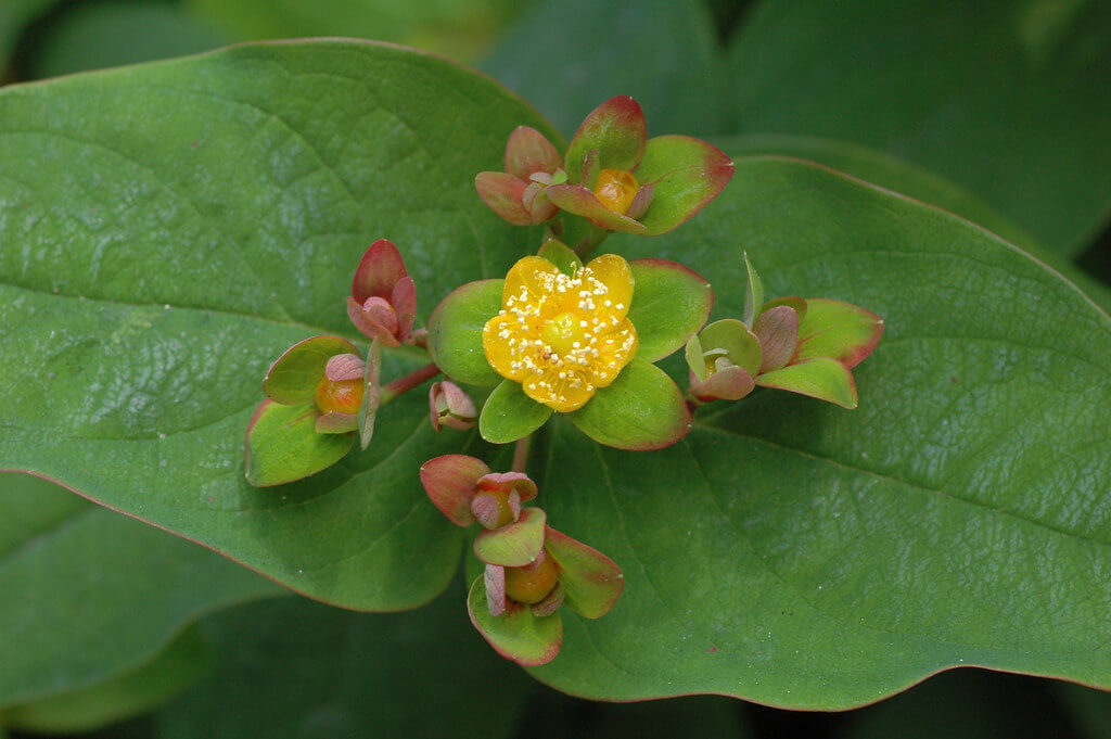 Tutsan, Sweet Amber