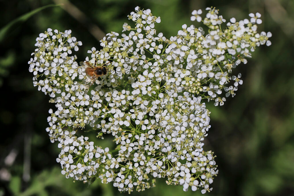 Hoary Cress, White Weed, Hoary Pepperwort