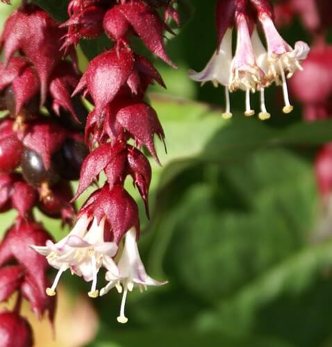 Himalayan Honeysuckle, Elisha’s Tears, Pheasant Berry, Spiderwort, Cape Fuchsia, Whistle Stick, Flowering Nutmeg