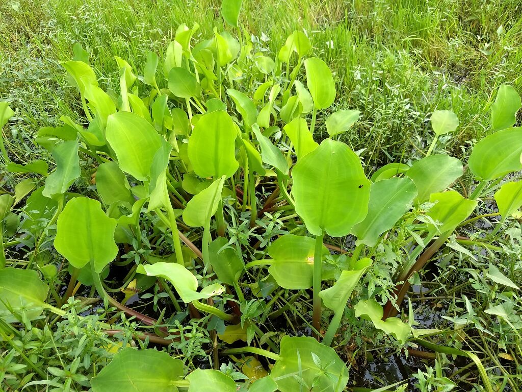 Yellow Burr-head, Limnocharis, Yellow Sawah Lettuce, Sawah-flower Rush, Sawah Flowering Rush, Water Cabbage, Yellow Velvetleaf, Velvetleaf
