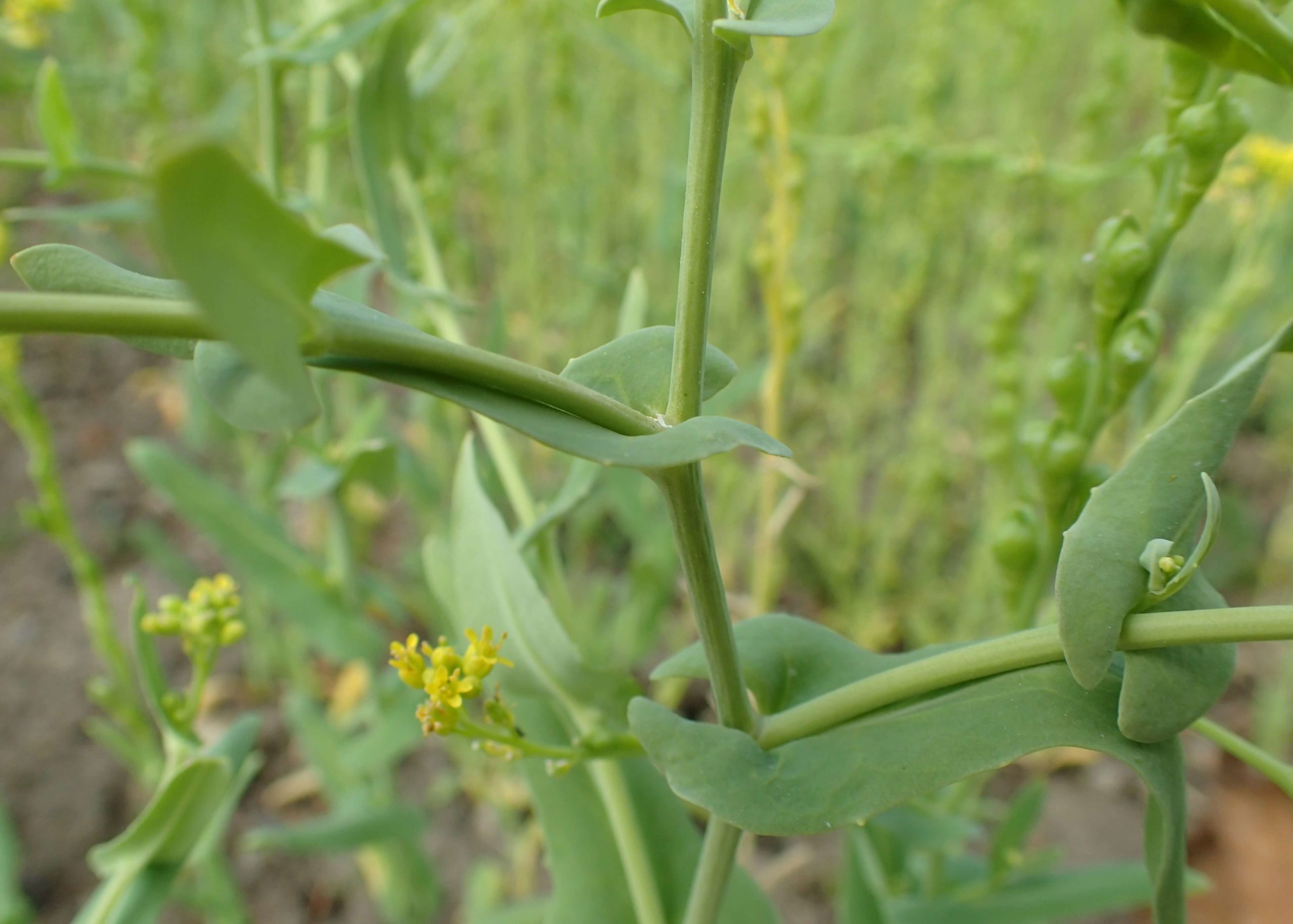 Musk-weed, Muskweed, Musk weed, Mitre-cress, Mitre Cress, Bird’s Eye Cress, Bird’s-eye Cress, Dog Mustard, Myagrum