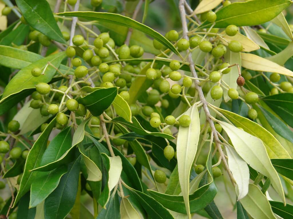 Olive, African Olive, Wild Olive