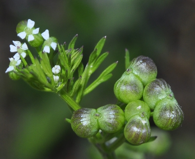 Bifora, Carrot Weed, Birds Eye