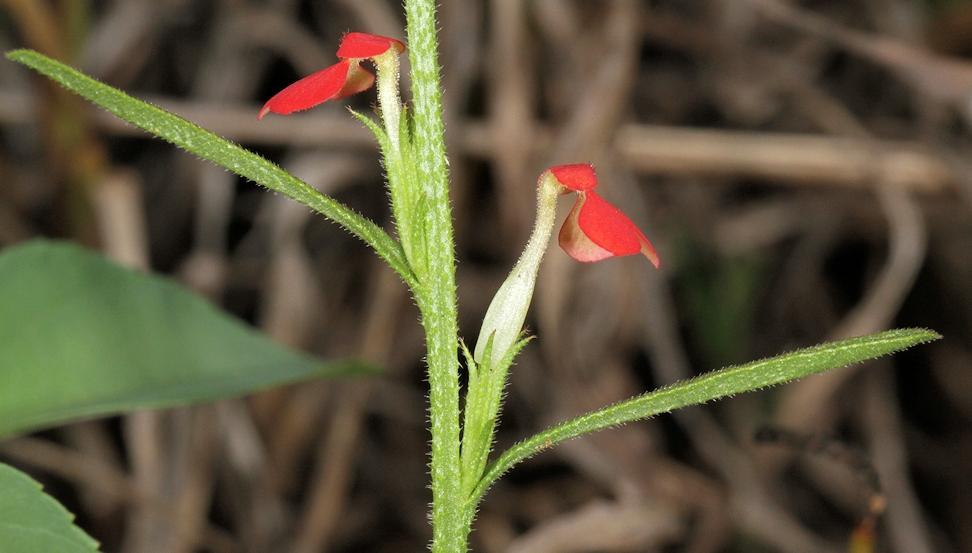 Witchweed