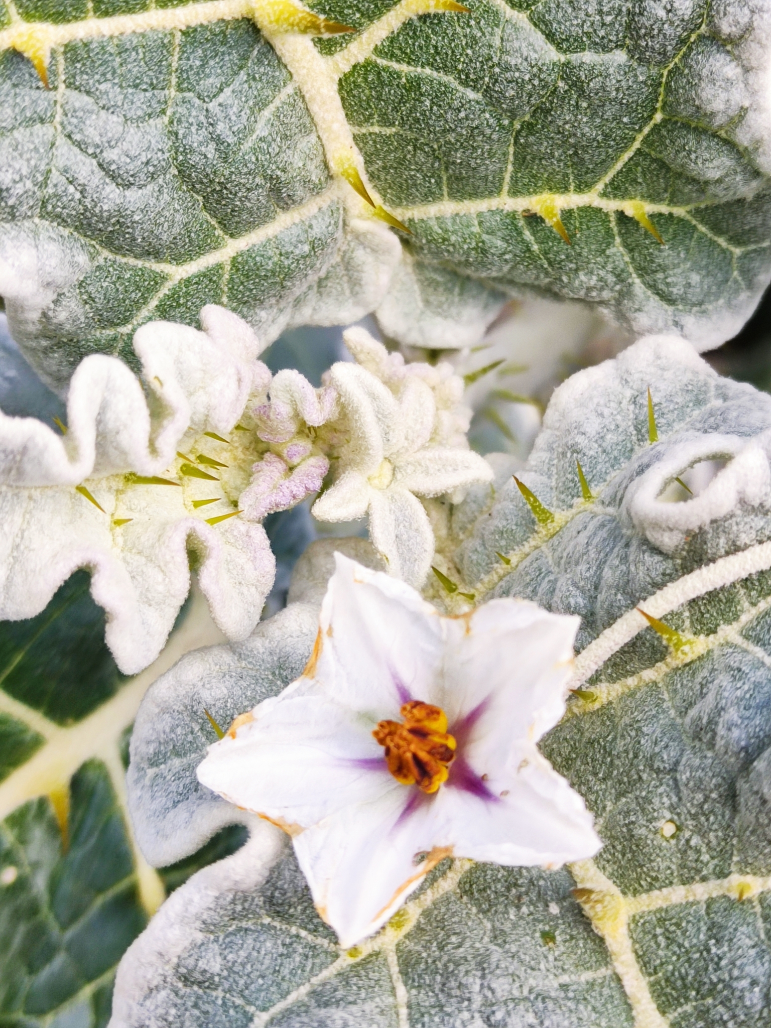 White-edge Nightshade, White Margin Nightshade