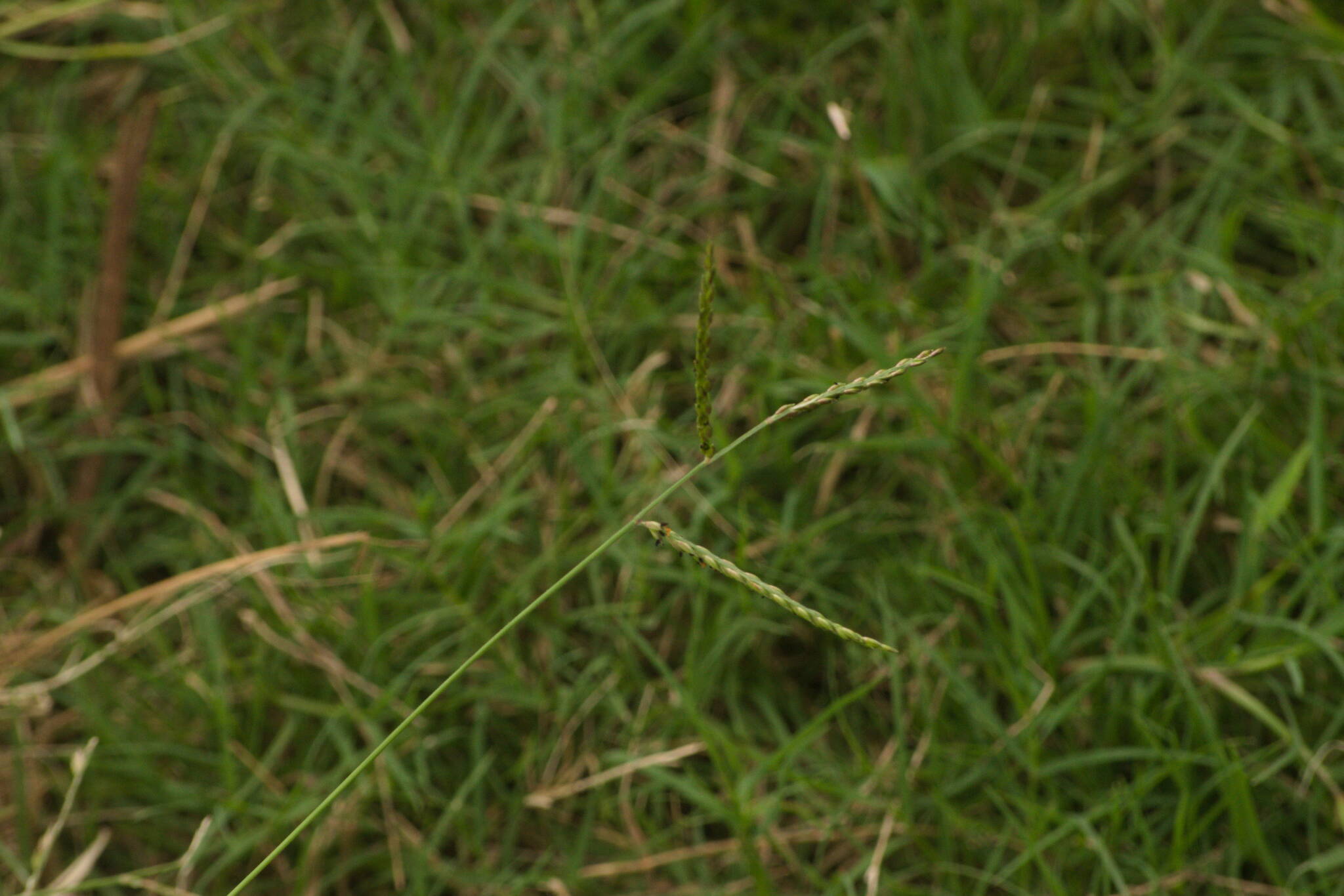 Common Brachiaria, Thurston Grass, Common Signal Grass