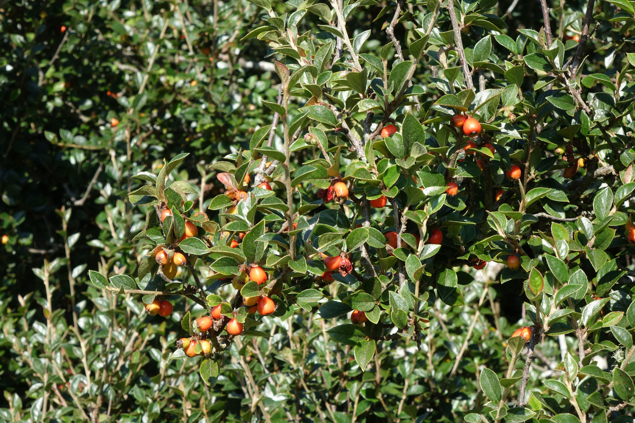 Khasia Berry, Himalayan Cotoneaster, Simons’ Cotoneaster