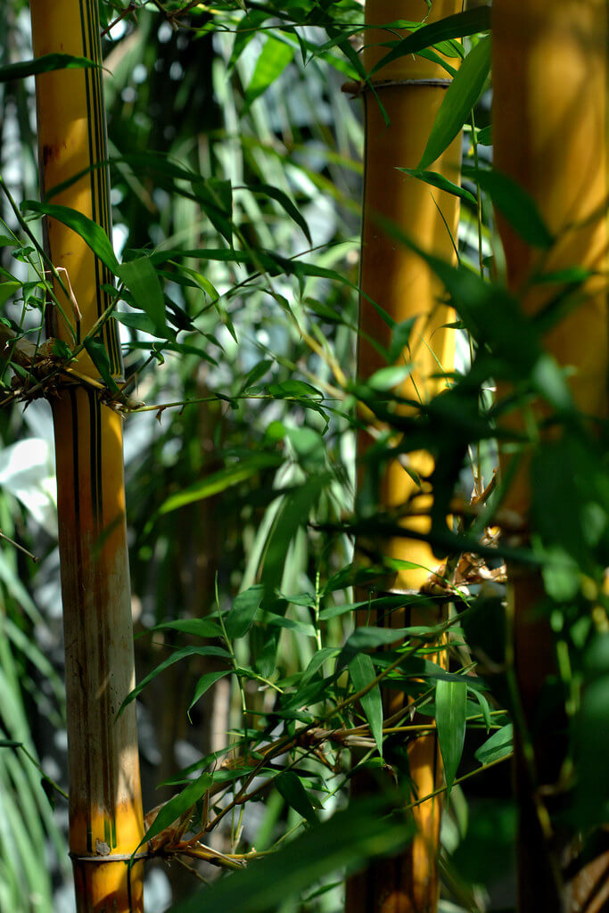 Bamboo, Fish-pole Bamboo, Golden Bamboo, Yellow Bamboo, Black Bamboo, Timber Bamboo, Japanese Timber Bamboo, Giant Timber Bamboo, Madake