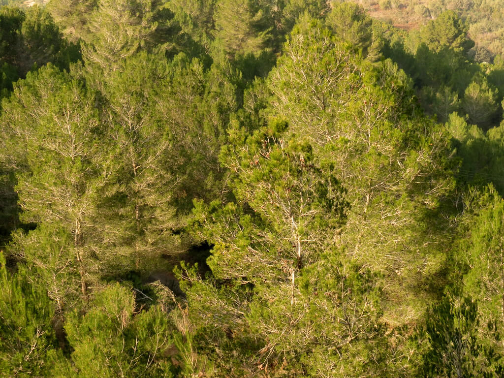 Aleppo Pine
