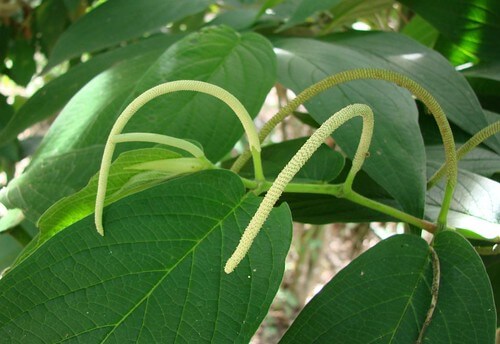Spiked Pepper, Stilt Root Piper, Matico, False Kava, Bamboo Piper, Jointwood, Cow’s Foot