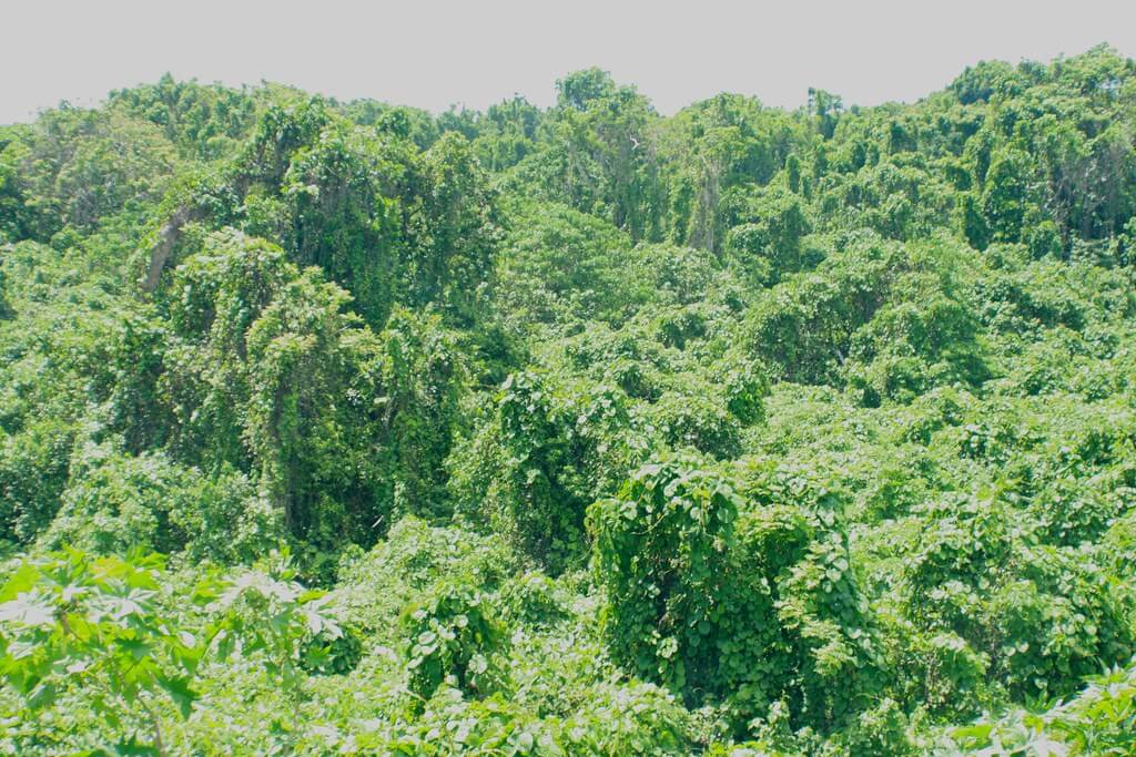Kudzu, Kudzu Vine