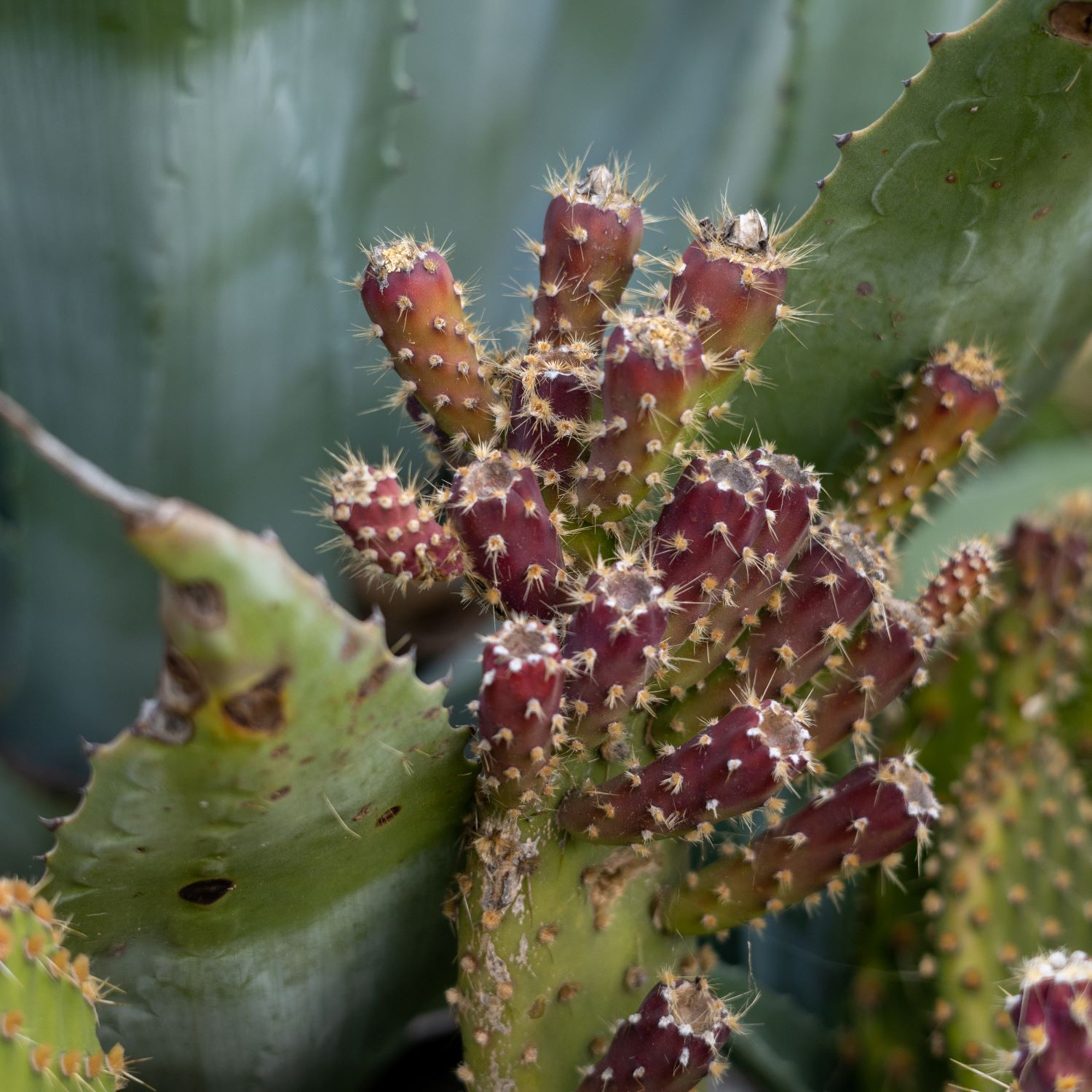 Prickly Pears