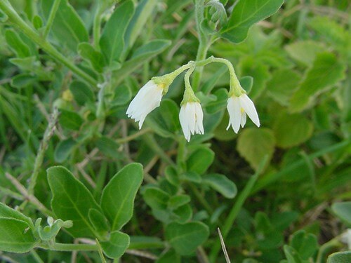 Pampas Lily-of-the-valley , Pampas Lily of the Valley, Lily of the Valley Vine