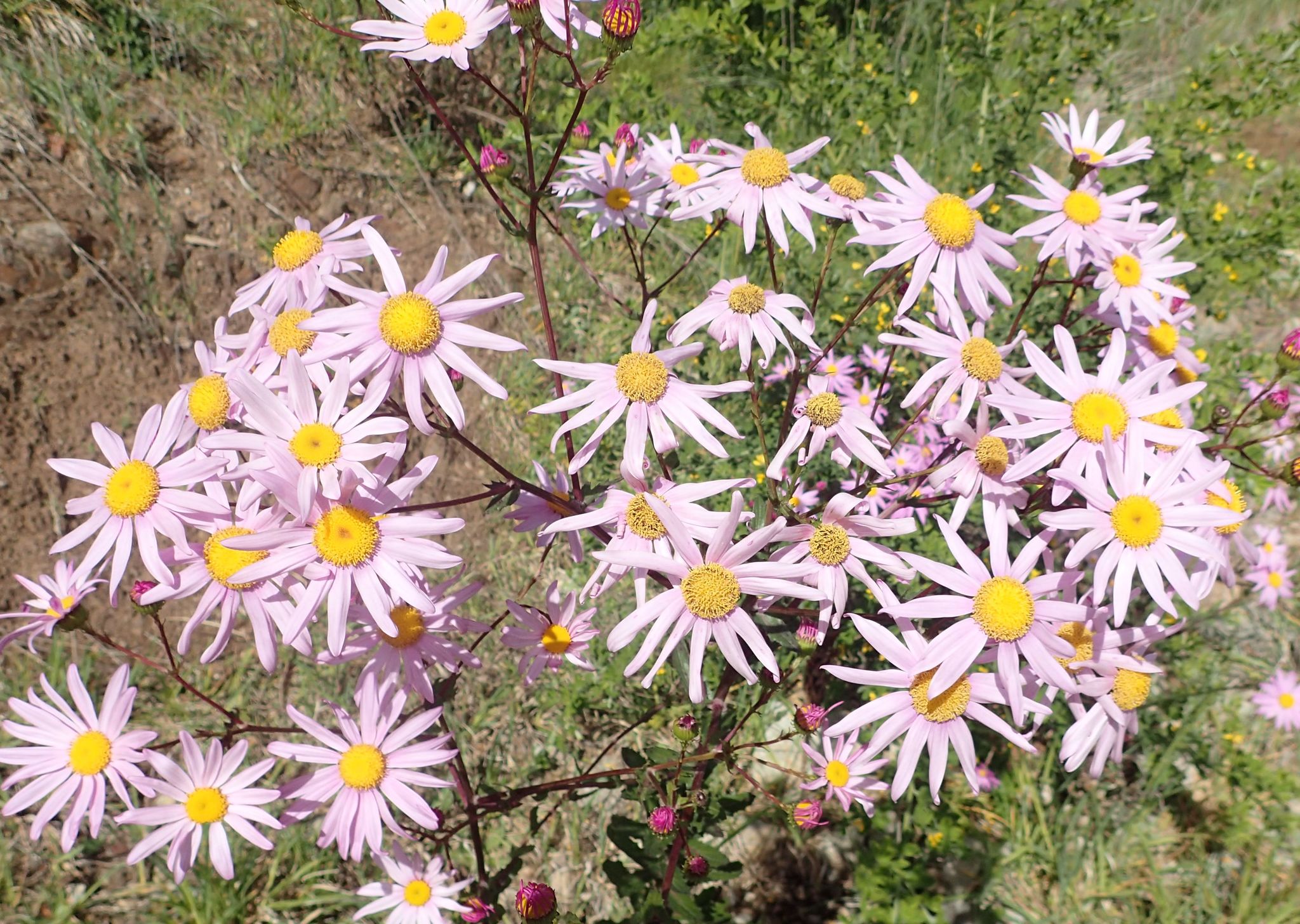 Holly Leaved Senecio, Large Senecio, Pink Ragwort, Waterdissel