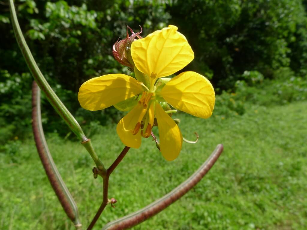 Coffeeweed, Coffee Senna, Ant Bush, Arsenic Bush, Sickle Pod, Nigerian Senna, Negro Coffee, Stink Weed, Stinkweed, Stinking Pea, Stinking Weed, Septicweed