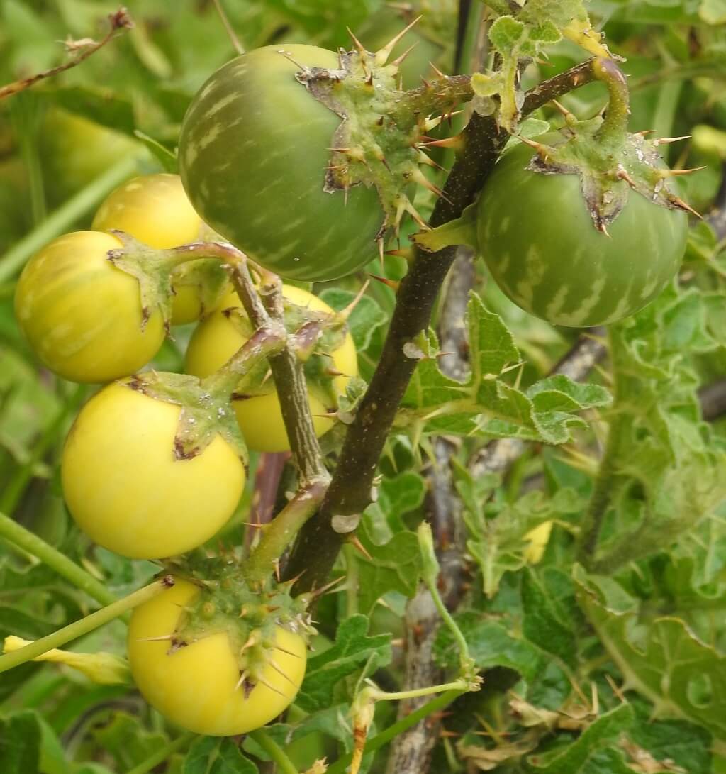 Apple-of-Sodom