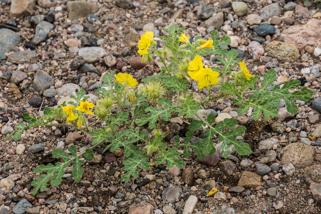 Buffalo Burr, Pincushion Nightshade, Watermelon-leaved Nightshade