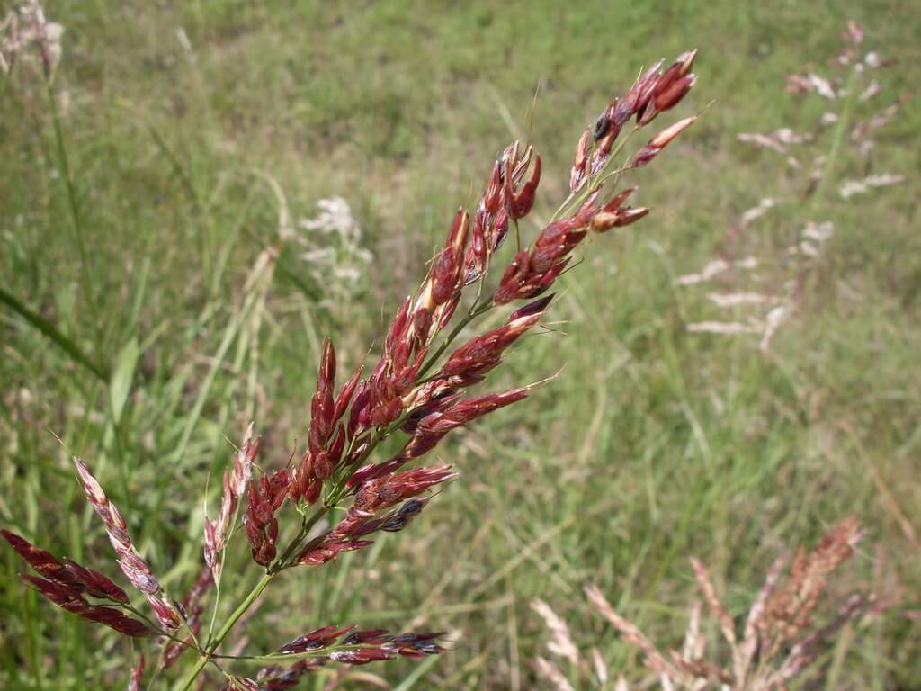 Johnson Grass, Aleppo, Aleppo Grass, Barool, Baru Grass, Cubagrass, Egyptian Millet, Evergreen Millet, False Guineagrass, Maidencane, Neansgrass, St. Mary’s Grass, Syriagrass