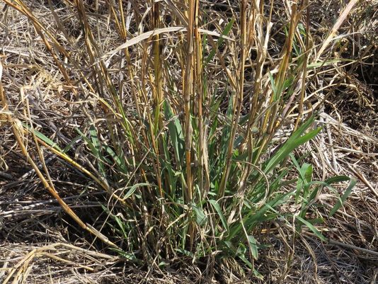 Columbus Grass, Almum Grass, Sorghum Almum