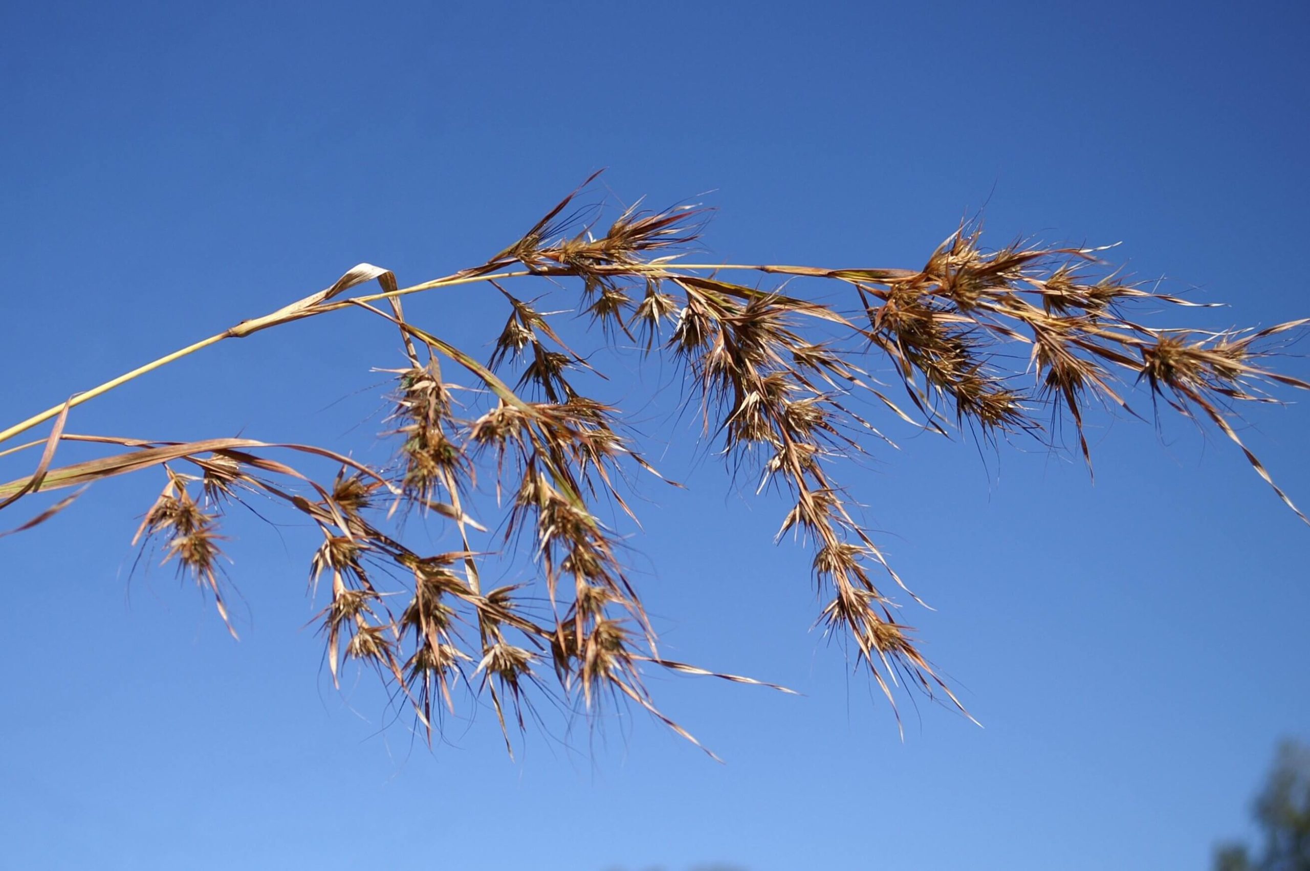 Grader Grass, Habana Grass, Kangaroo Grass, Oatgrass