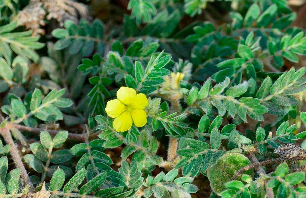 Caltrop, Cat-head, Catshead, Bindi, Bindii, Doublegee, Bindy Eye, Bull’s Head, Cat’s Head, Goat’s Head, Puncture Vine, Puncture Weed, Devil’s Thorn, Malta Cross, Maltese Cross, Mexican Sandbur, Burnut, Ground Bur Nut, Ground Burnut, Tack-weed