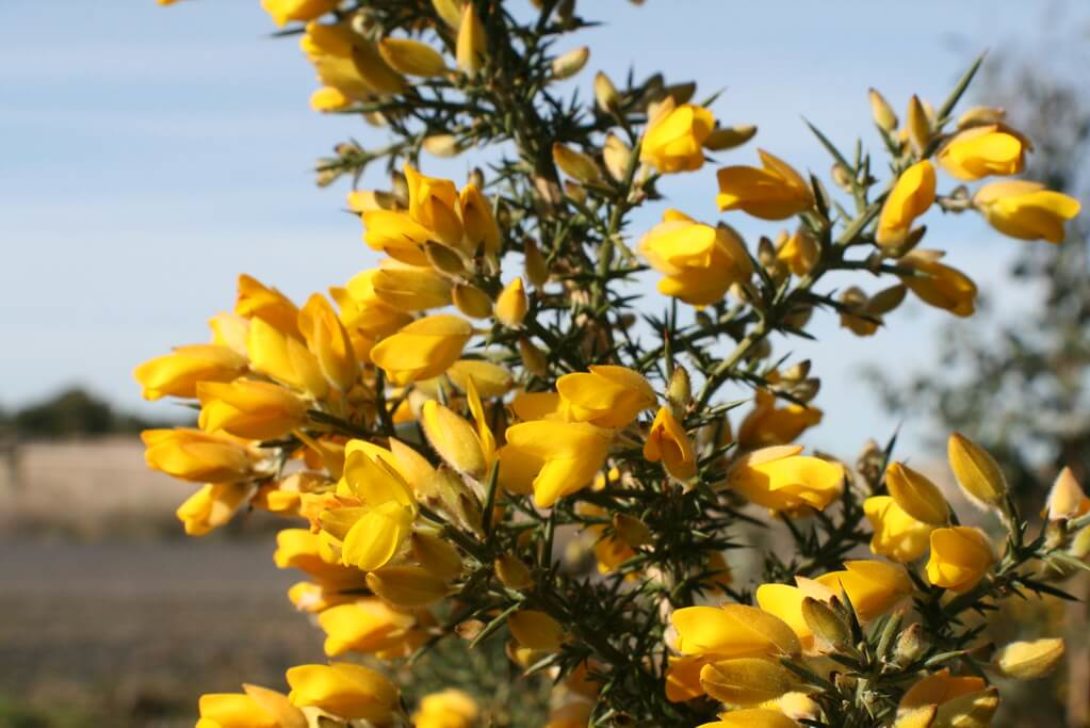 Ulex europaeus (Gorse) by Arthur Chapman is licensed under CC BY-NC-SA-2.0